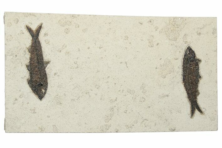 Wide Shale With Two Large Knightia Fossil Fish - Wyoming #233913
